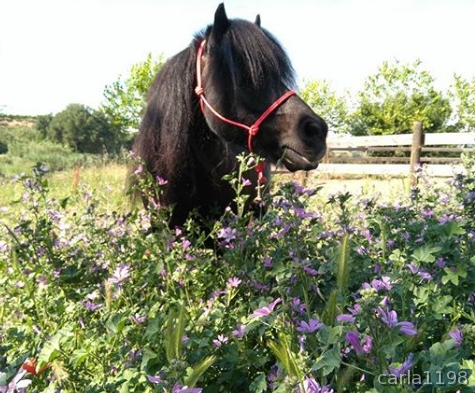 Poni Shetland 