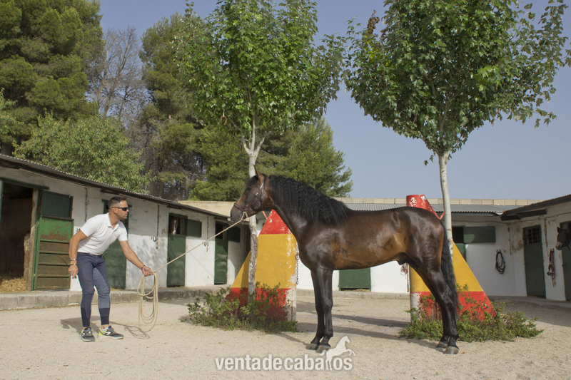 CABALLO PURA RAZA ESPAÑOLA in 