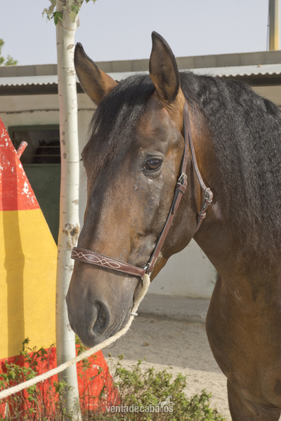 CABALLO PURA RAZA ESPAÑOLA - Caballos Pura Raza Española (P.R.E.) Pura Raza Española