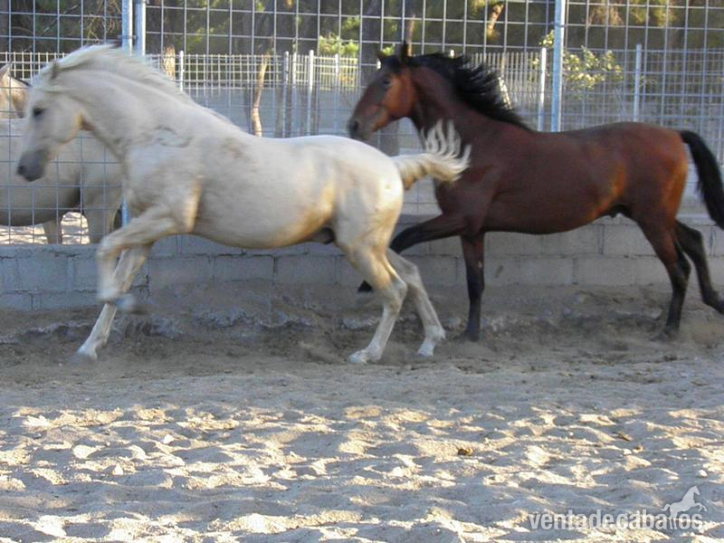 Caballos Pura Raza Española (P.R.E.) Pura Raza Española - POTROS/AS PRE DE 2 AÑOS