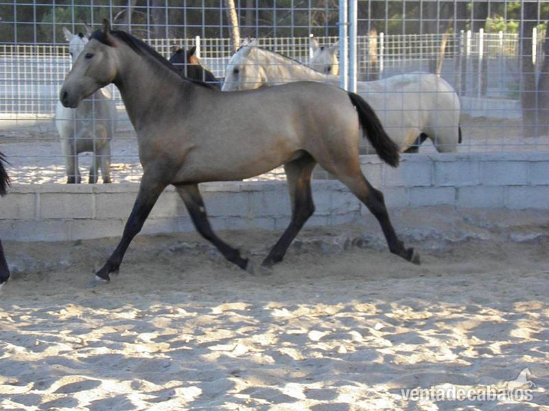 POTROS/AS PRE DE 2 AÑOS - Caballos Pura Raza Española (P.R.E.) Pura Raza Española
