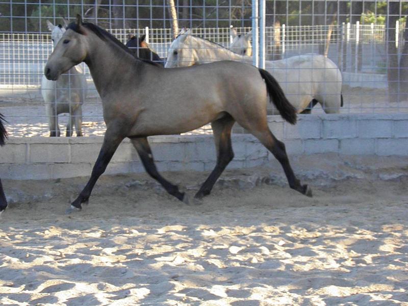 POTROS/AS PRE DE 2 AÑOS - Caballos Pura Raza Española (P.R.E.) Pura Raza Española