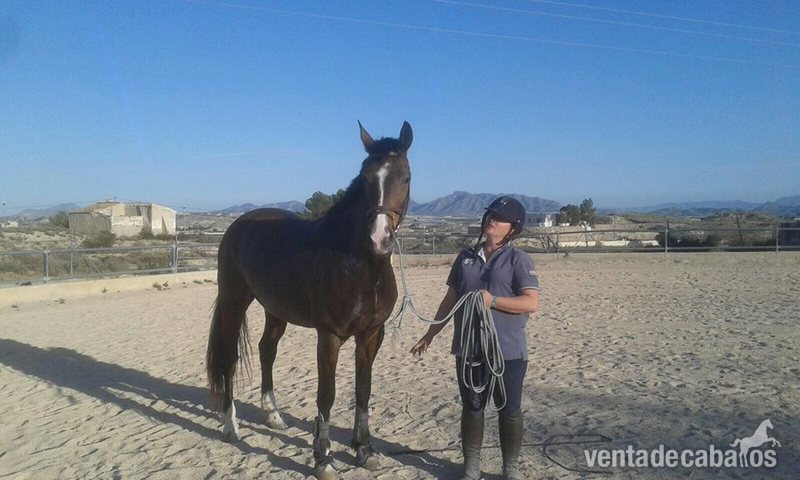 Warmblood