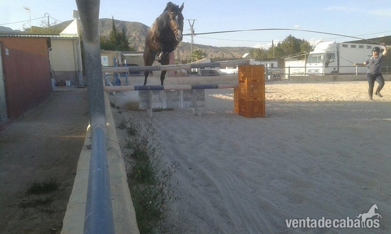 Warmblood {TYPE}