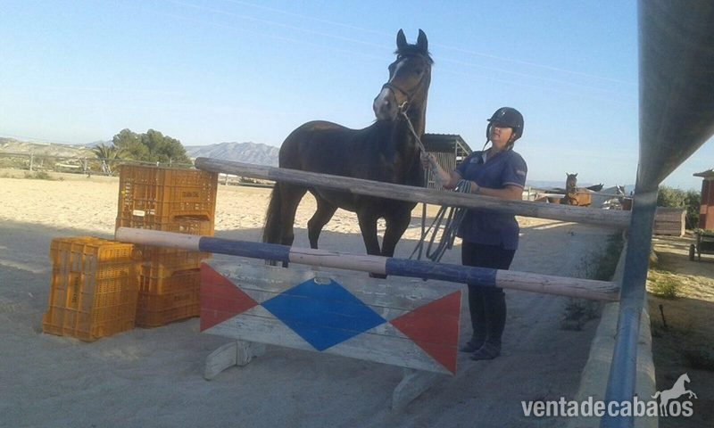 Yeguas Warmblood - Yegua de salto o Doma 