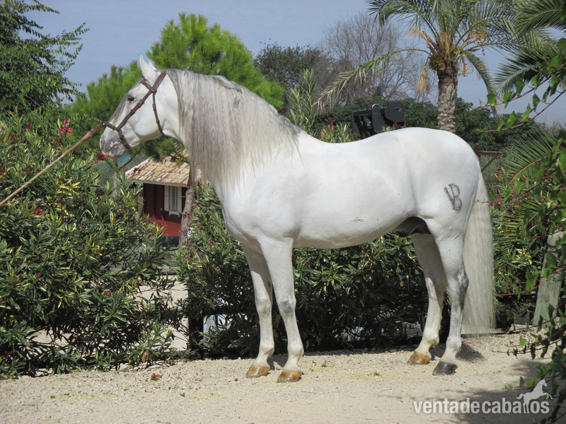  extraordinario semental pre  in 