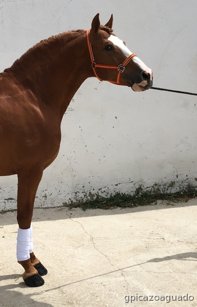 Cuarto de Milla Americano - Lusitano