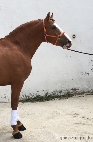 Cuarto de Milla Americano - Lusitano {TYPE}