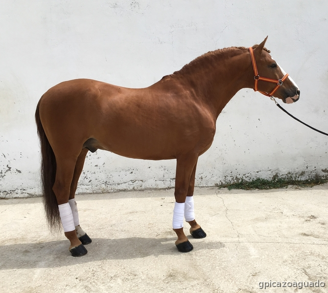 Caballos Enteros Cuarto de Milla Americano - Lusitano - Luso-cuartomilla al 50% 8 años