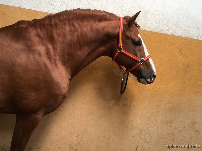 Luso-cuartomilla al 50% 8 años - Caballos Enteros Cuarto de Milla Americano - Lusitano