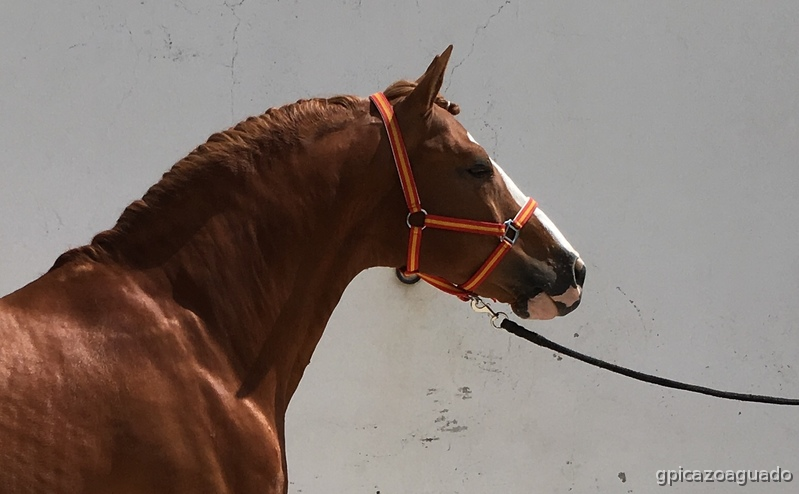 Luso-cuartomilla al 50% 8 años - Cuarto de Milla Americano - Lusitano