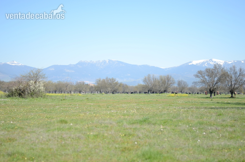 SE VENDE FINCA 120.000 M2 EN EL ESCORIAL in EL ESCORIAL