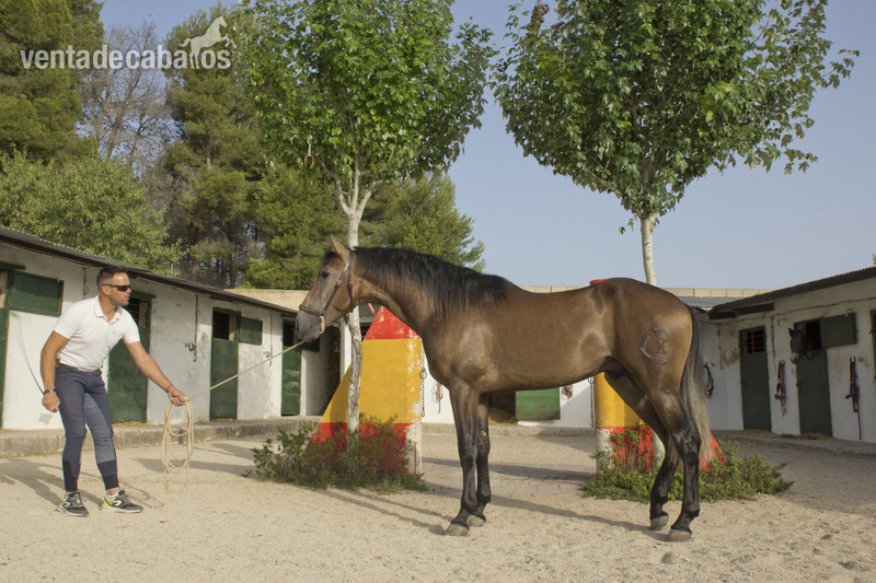 CABALLO PURA RAZA ESPAÑOLA in 
