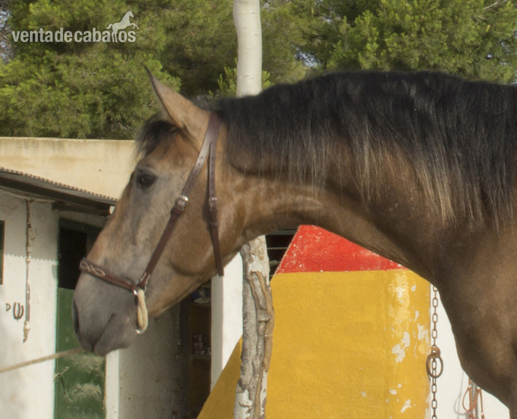 Caballos Pura Raza Española (P.R.E.) Pura Raza Española - CABALLO PURA RAZA ESPAÑOLA