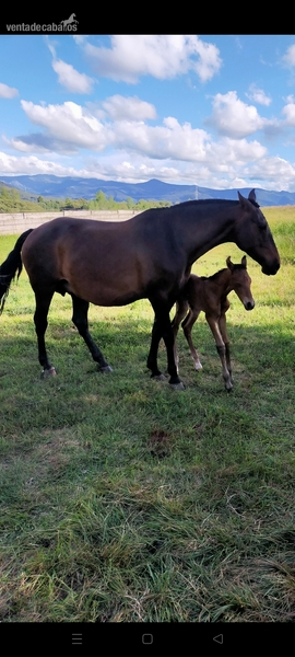 Yegua P.R.E de cria - Caballos Pura Raza Española (P.R.E.) Pura Raza Española