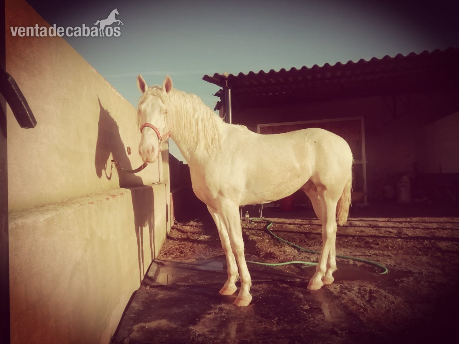 Caballos Enteros EMPTY - Caballo Albino en pio