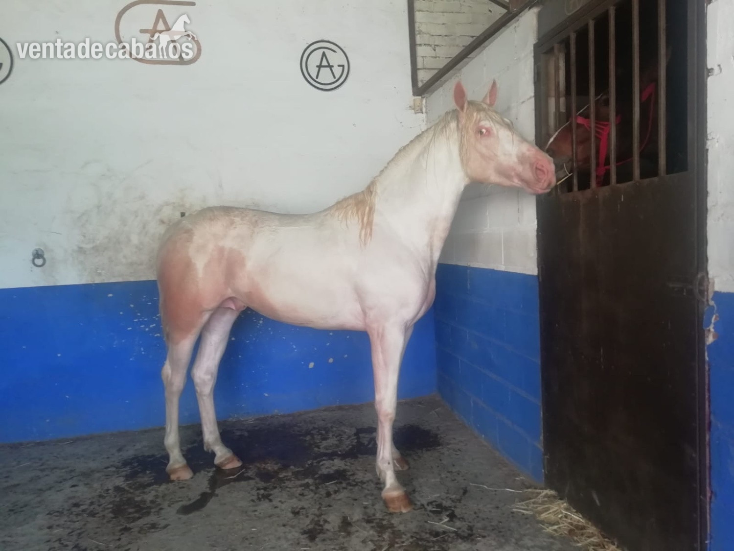 Caballo Albino en pio - Caballos Enteros EMPTY