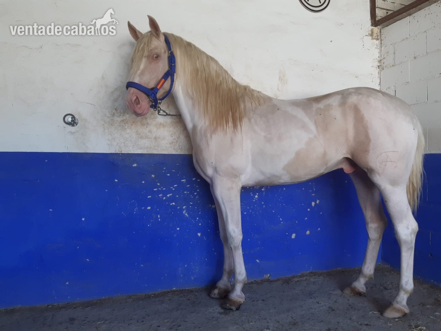 Caballo Albino en pio - EMPTY