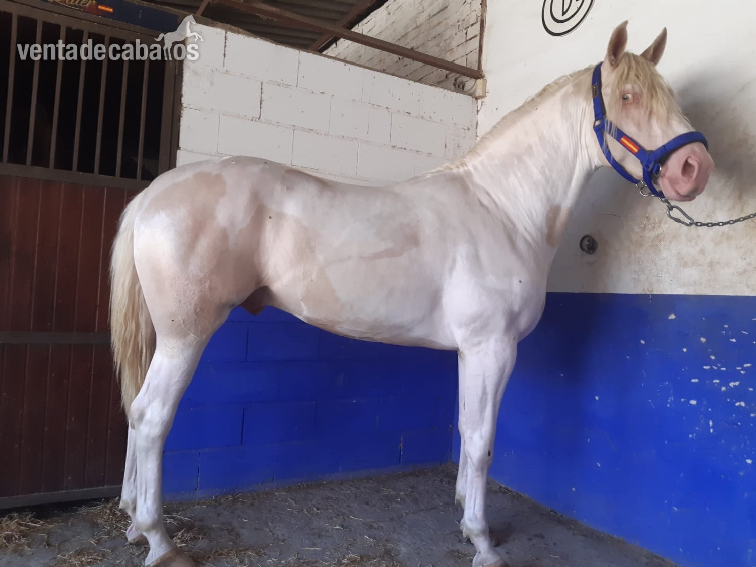 Caballo Albino en pio - Caballos Enteros
