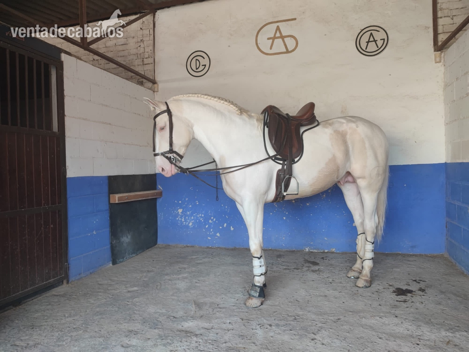 Caballo Albino en pio