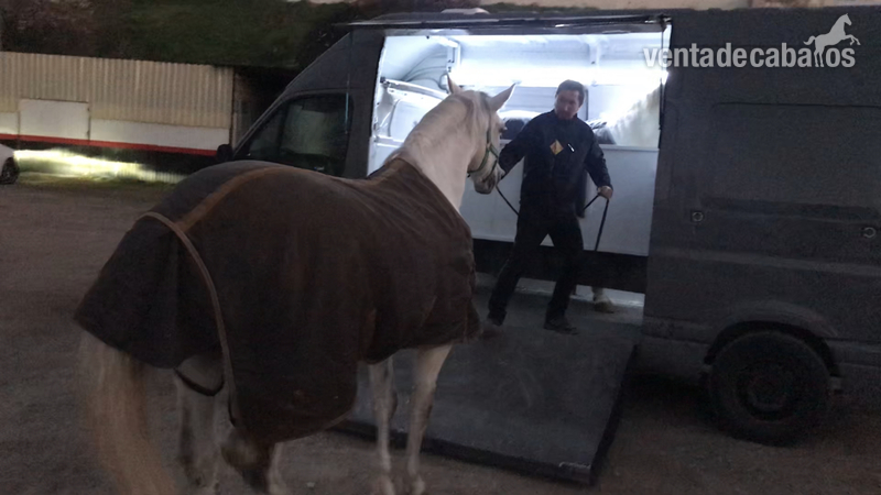  furgoneta transporte de caballos