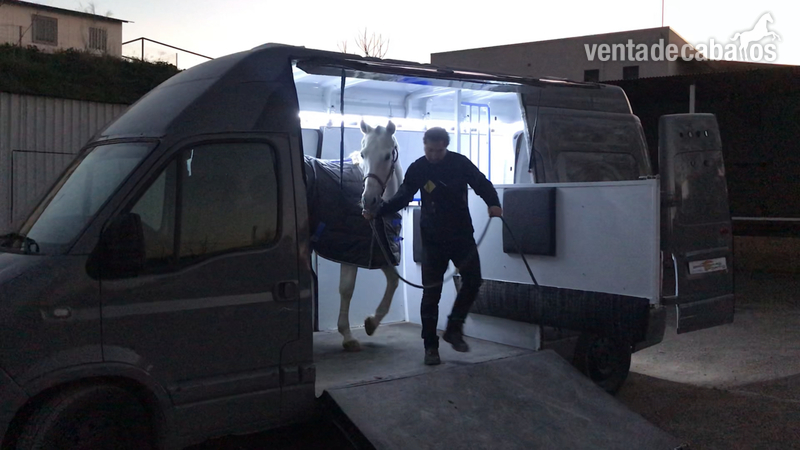 furgoneta transporte de caballos - Transportes de caballos