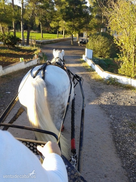 Hispano-Arabe