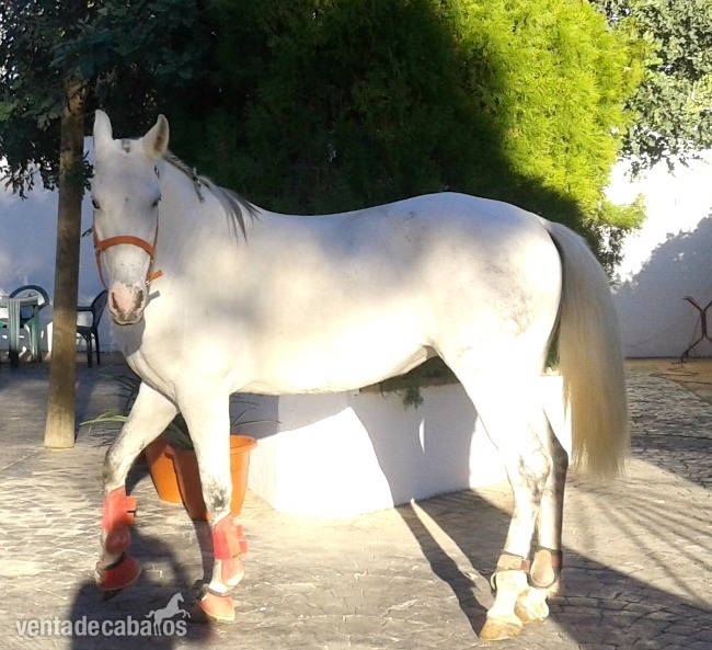 Hispano-Arabe {TYPE}