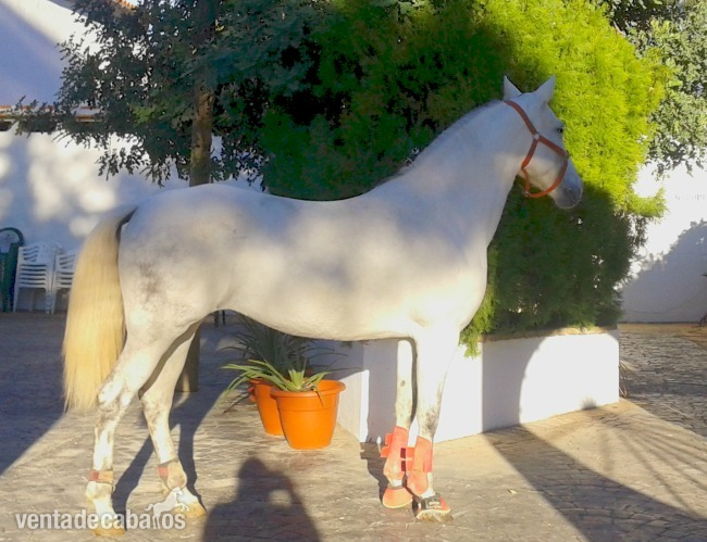 Yeguas Hispano-Arabe - Yegua para enganche