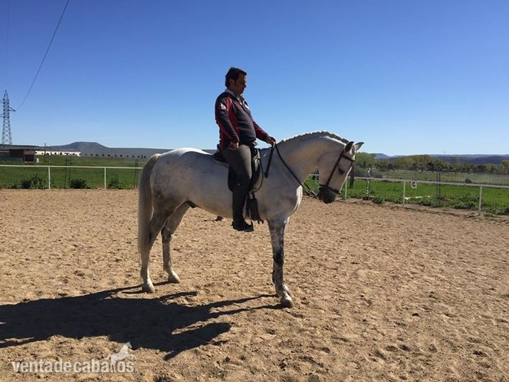 Venta de caballos in 