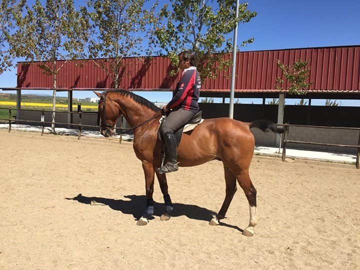 Caballos Capados Anglo Hispano - Venta de caballos