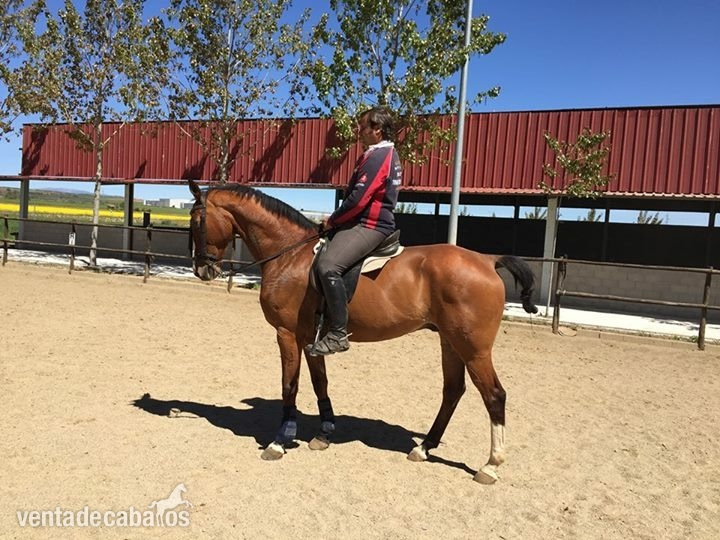 Venta de caballos - Caballos Capados Anglo Hispano