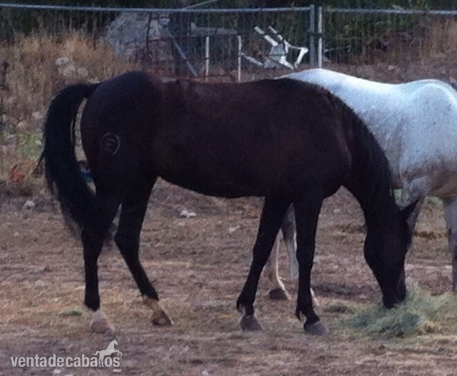 Venta de caballos - Caballos Capados