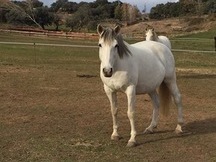 Venta de caballos