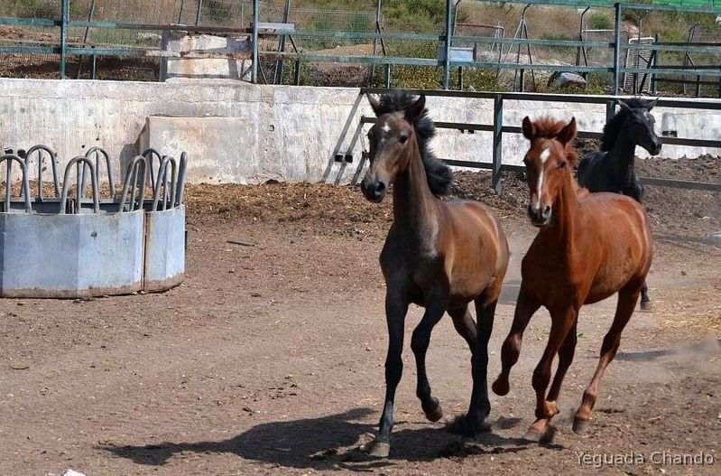 Colts and Fillies PRE in 
