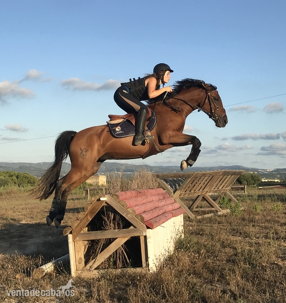VENDO PONY D DE SALTO in 