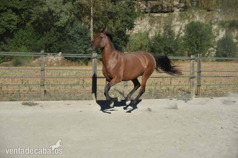 Caballo Hispano Árabe Hipano-arabe - VENDO PONY D DE SALTO