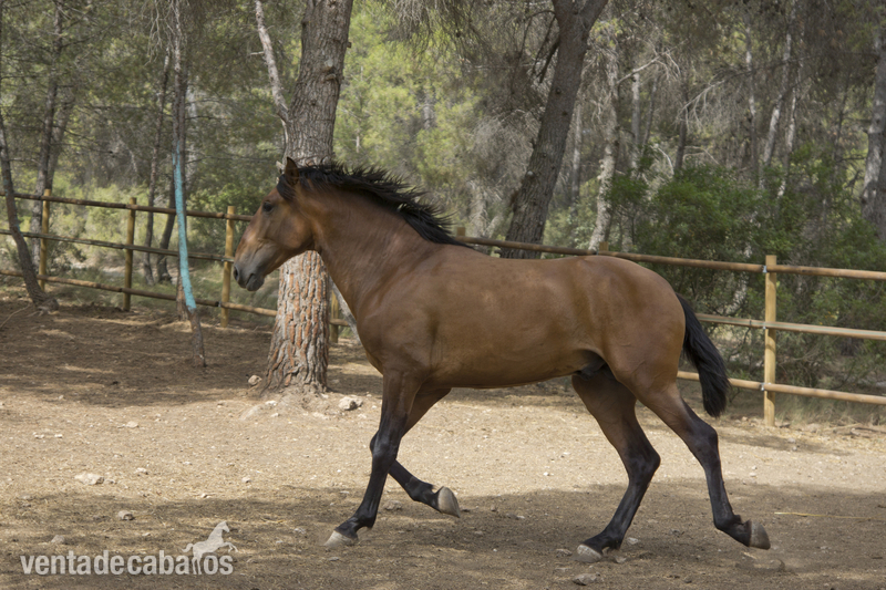 CABALLO PURA RAZA ESPAÑOLA in 