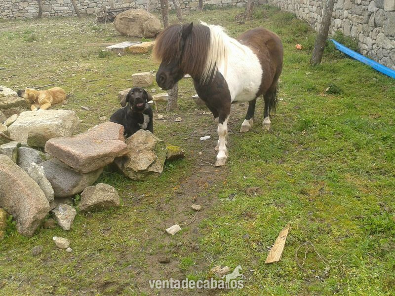 Vendo poni Shetland in 