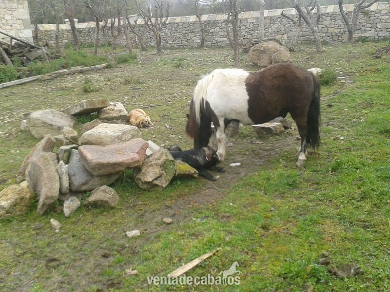 Poni Shetland 