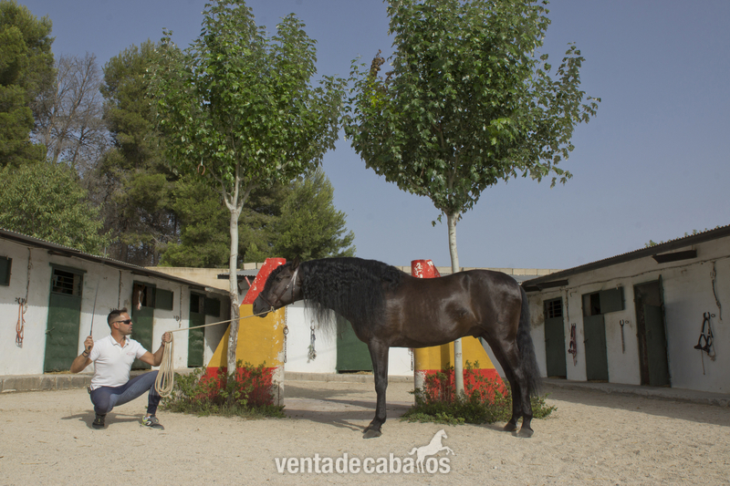 CABALLO PURA RAZA ESPAÑOLA in 