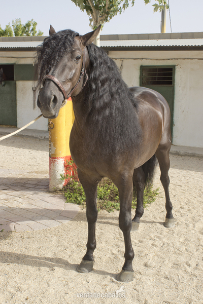 CABALLO PURA RAZA ESPAÑOLA - Caballos Pura Raza Española (P.R.E.) Pura Raza Española