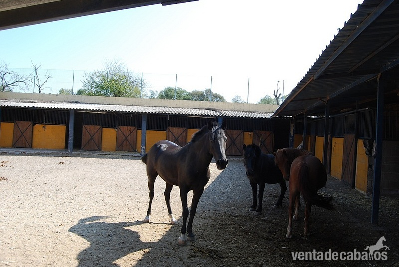 Compra venta de fincas  in Tordera