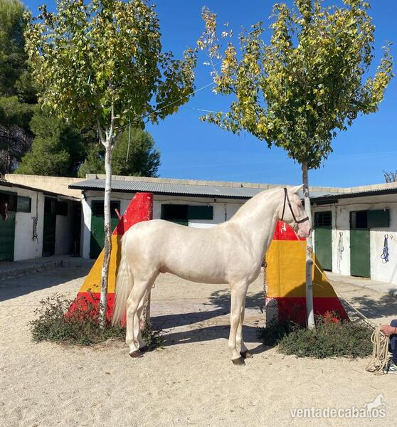 CABALLO HISPANO LUSITANO in 