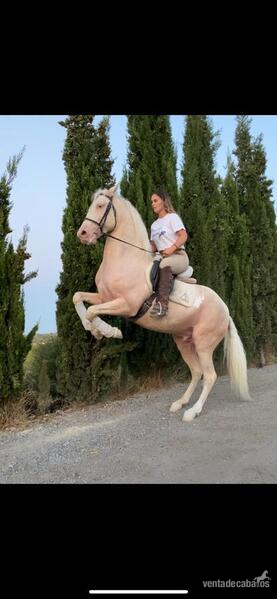 Lusitano