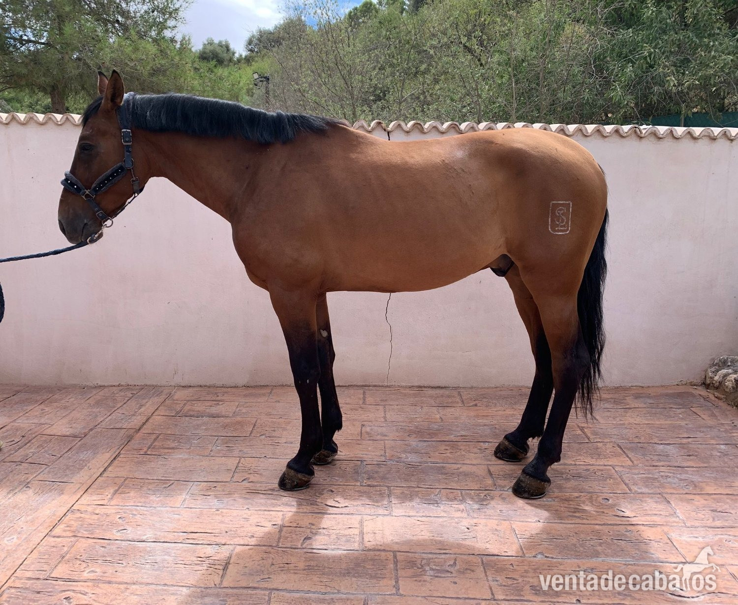 Caballo PRE castrado 7 años castaño  in 