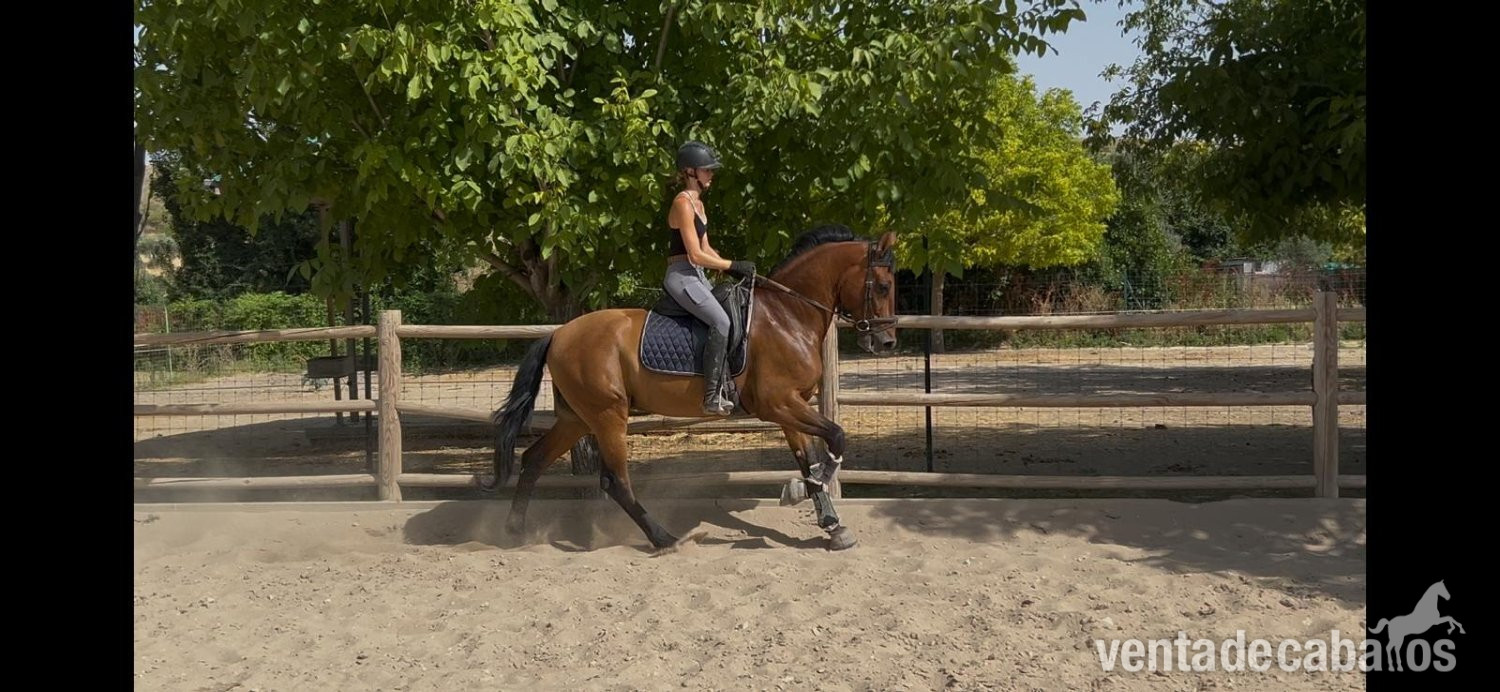 Caballos Pura Raza Española (P.R.E.) EMPTY - Caballo PRE castrado 7 años castaño 