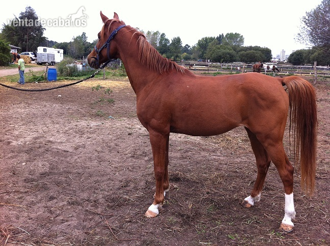 CABALLO ARABE RAID in 