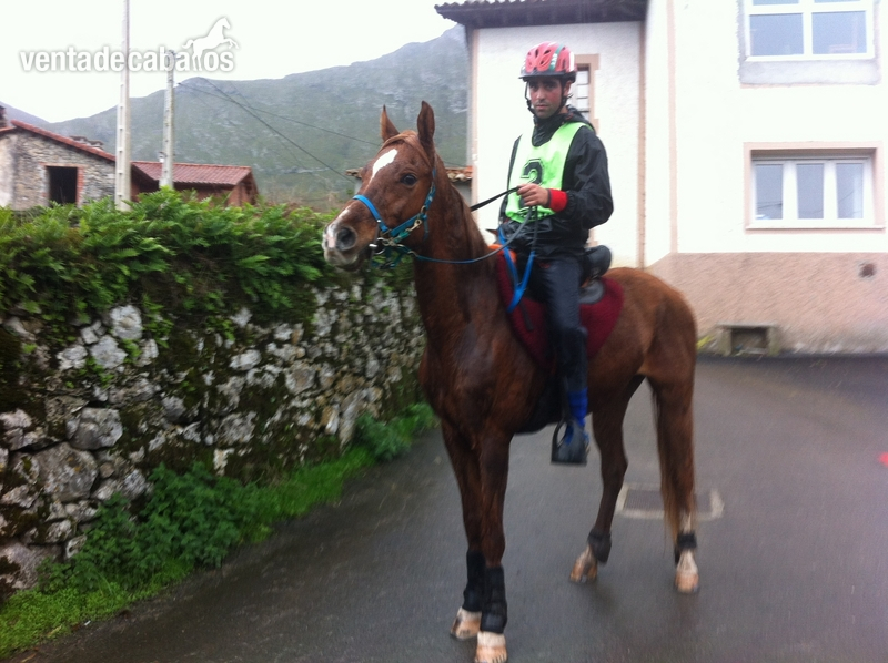 Caballos Árabes Arabe - CABALLO ARABE RAID