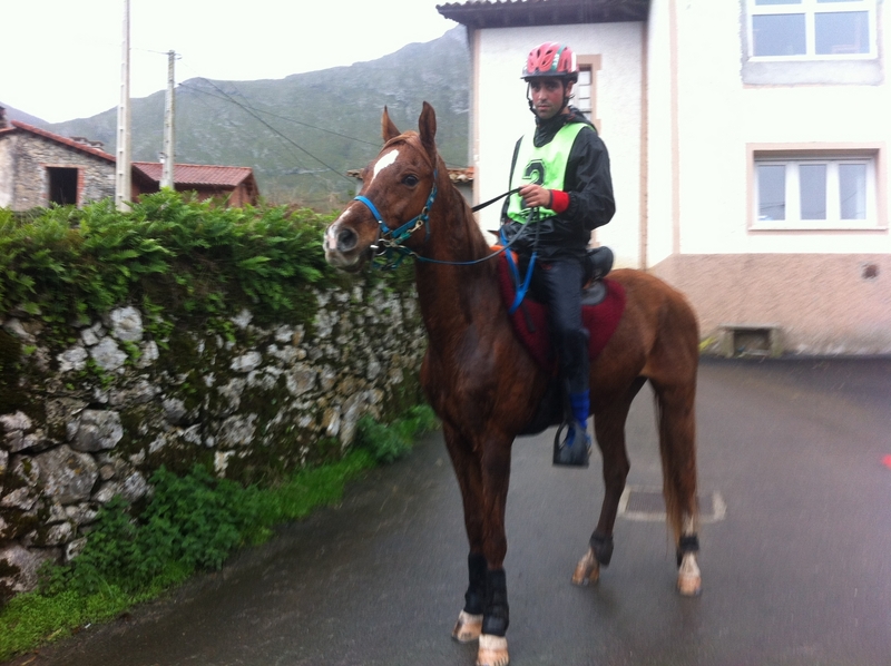 Caballos Árabes Arabe - CABALLO ARABE RAID